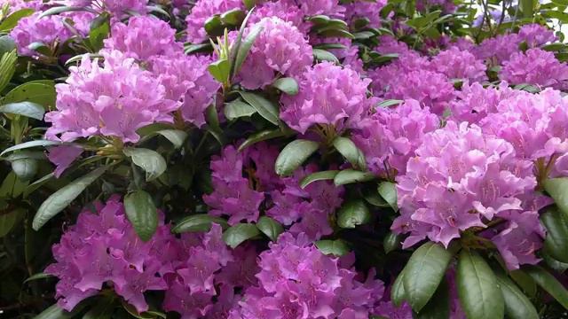 Amazing and Most Beautiful Rhododendron Flowers | Azalea Flowers смотреть онлайн