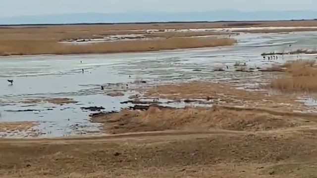 Утиная охота на реке Селенга, весна 23г. смотреть онлайн