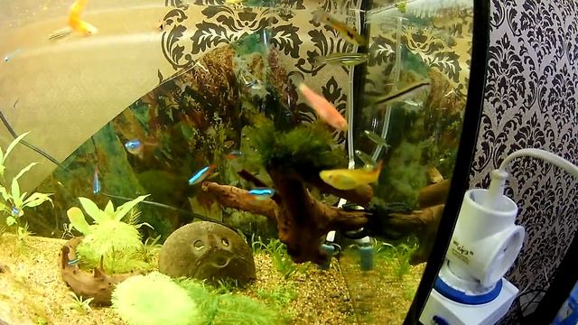 солнечный лучик нерест в общем аквариуме смотреть онлайн