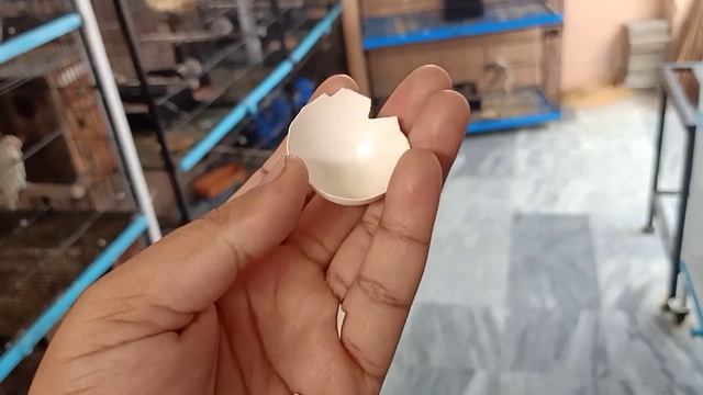 Java finch goldian k leya best calcium Zur use Kary super result смотреть онлайн