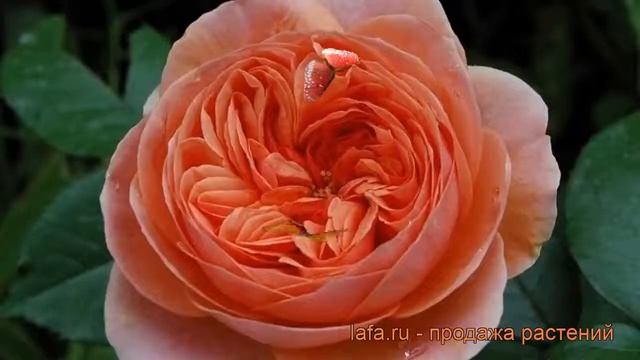 Роза парковая Чиппендейл (rose chippendale) ? Чиппендейл обзор: как сажать, саженцы розы Чиппендейл смотреть онлайн