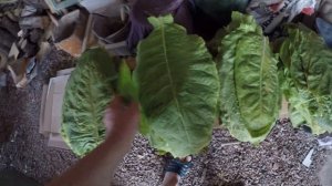 ломка листьев созревшего табака