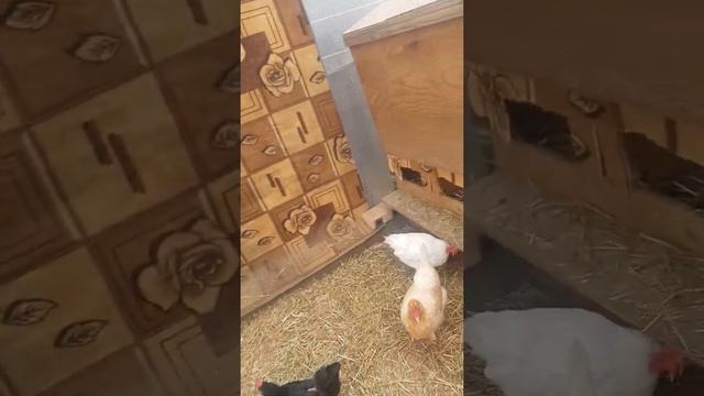 содержание куриц в теплице зимой в настоящей Сибири смотреть онлайн