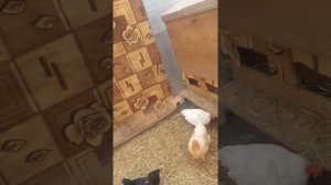 содержание куриц в теплице зимой в настоящей Сибири