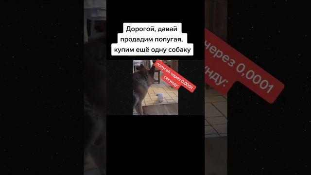 Попугай суровее собаки