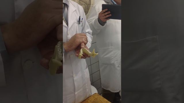 Анатомия. Верхняя челюсть. Нижняя челюсть. смотреть онлайн
