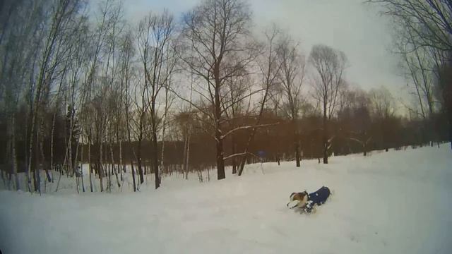 Jack Russell Terrier_кто ходил? смотреть онлайн