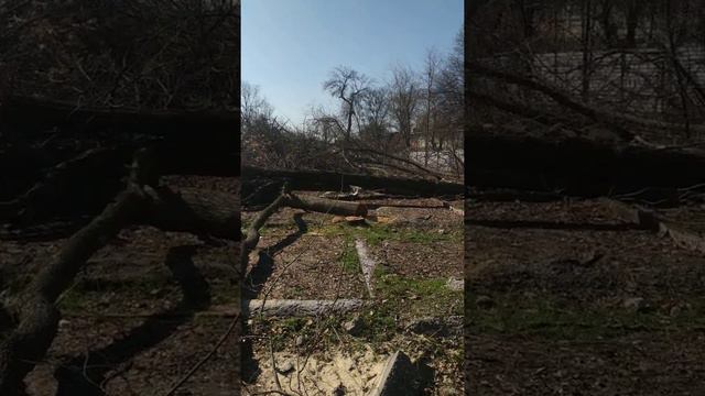 Вырубка деревьев (Ташкент) смотреть онлайн