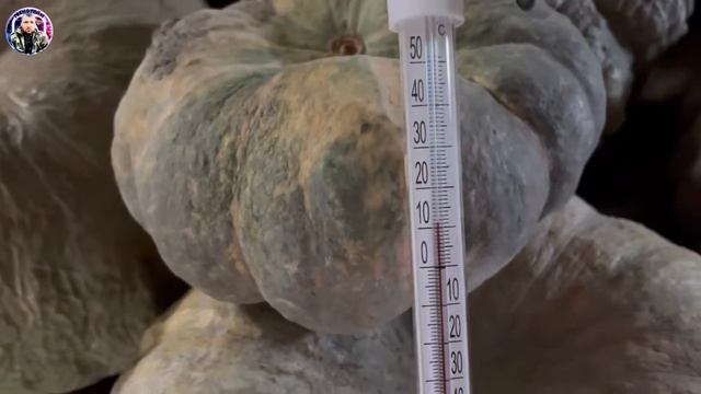 20 февраля хранение тыквы. Самая вкусная тыква смотреть онлайн