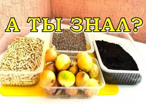 Хотите ЗЕЛЕНЬ к НОВОМУ ГОДУ?? Сажаем ЛУК на перо СЕЙЧАС! (почва, вермикулит и кошачий наполнитель)