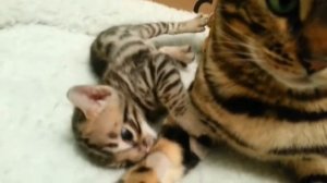 TOP10 ENG QIMMAT MUSHUKLAR