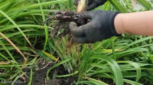 Когда и Как делить/пересаживать Лилейник