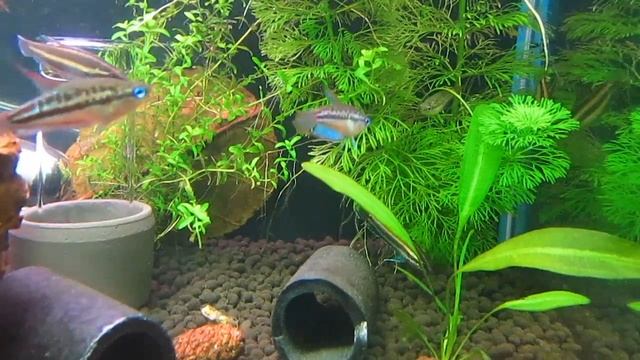 Гурами лакричный суматранский sp Bintan & Гурами карликовый пумила смотреть онлайн