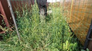 триммер штиль 250