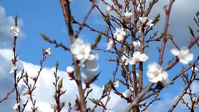 Как цветёт абрикос.Абрикос.Абрикос в Удмуртии,садоводство по Железову,альтернативное садоводство,UD смотреть онлайн