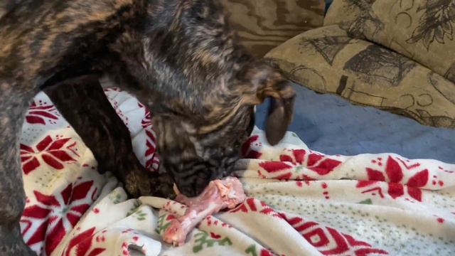 Mastiffs Puppies 🐶 eating 21 lbs. смотреть онлайн