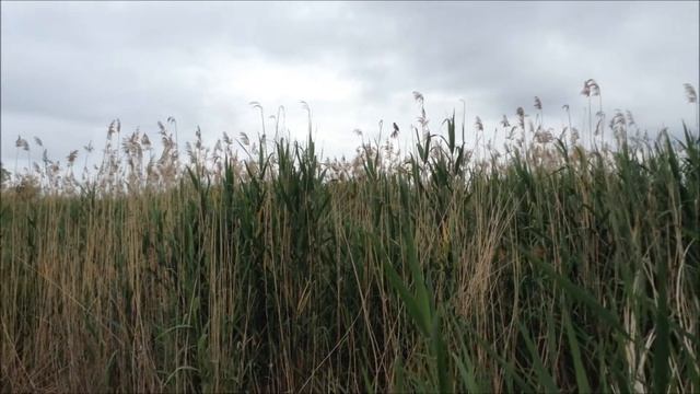 Река Сал 10 июня