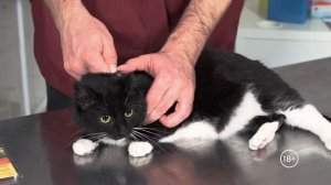 Как обработать кошку от блох и клещей: капли, ошейник, спрей. ВетСовет