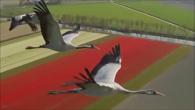 Никогда ни о чём не жалейте/стихи А.Дементьева смотреть онлайн