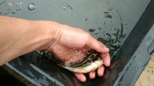 Зарыбление пруда (канальный сомик)( пискарь)