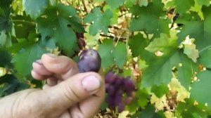 ТЕХНОЛОГИЧНЫЙ и МЕДЕЯ виноград на участке Калугина Виктора Михайловича