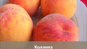 Колоновидные зимостойкие персики для Средней полосы и не только!