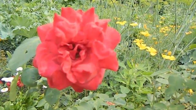 Цветущий сад в начале августа смотреть онлайн