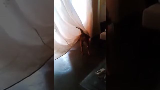 MI PERRITA SACHA EN LA PRIMERA PARTE DE LA DANZA DE LOS SIETE VELOS смотреть онлайн