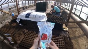 Посадка арбузных семян в кассеты 22 04 20