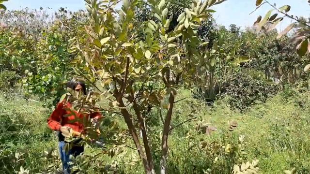 PRUNING YOUR GUAVA MADE EASY by Aanandaa Permaculture! смотреть онлайн