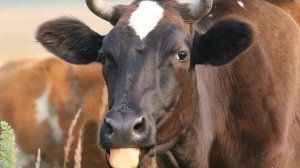 Разведение костромской породы коров как бизнес идея | Костромская корова