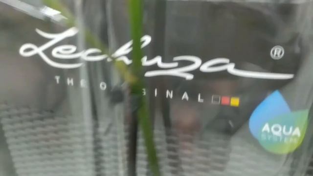 Обзор орхидей 04 августа 2021 ТВОЙ ДОМ Воронеж смотреть онлайн