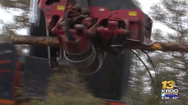 U.S. Forest Service fighting 'dwarf mistletoe disease,' killing trees in Park and Teller ... смотреть онлайн