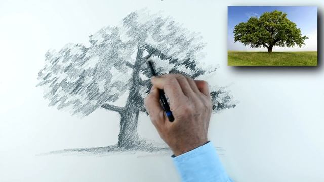 A Simple Method of How to Draw an Oak Tree using Pencil смотреть онлайн