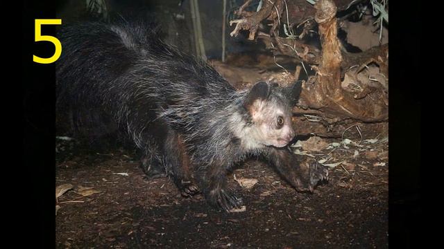 Топ-10 самых УРОДЛИВЫХ ЖИВОТНЫХ в мире смотреть онлайн