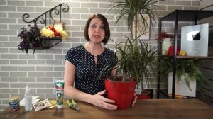 Как правильно обрезать драцену ? Драцена переросла