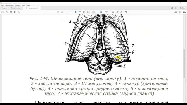51 Шишковидное тело смотреть онлайн