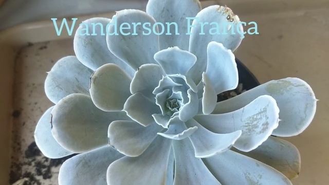 ?Echeverias Runyonii San Carlos e Echeveria Runyonii Macabeana +Suculentas vira comida de galinha смотреть онлайн