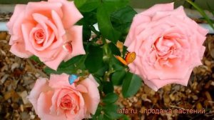 Роза флорибунда Квин Элизабет (queen elizabeth) 🌿 обзор: как сажать, саженцы розы Квин Элизабет