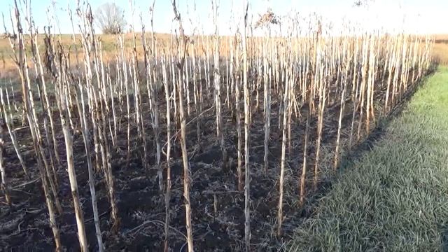 Что сделано вчера и планы на сегодня смотреть онлайн
