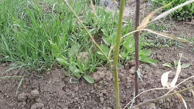 слива железиста Альба плєна#декоркущі#квітучікущі#екзотивсаду#ланшафтнийдизайн#бамбук смотреть онлайн