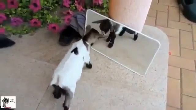 приколы с животными до слез картинки приколы с животными игры Приколы с животными 2015 смотреть онлайн