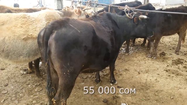 Фуркат Скотный рынок 14.01.18 🐎 🐑 🐄 коровы, овцы смотреть онлайн