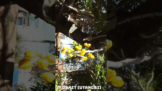orchid scientific name || 19 September 2023 || смотреть онлайн