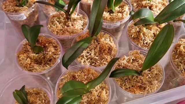 ОРХИДЕИ из ФЛАСКИ | Нам 2 недели | Обзор | Phal. Golden Leopard смотреть онлайн