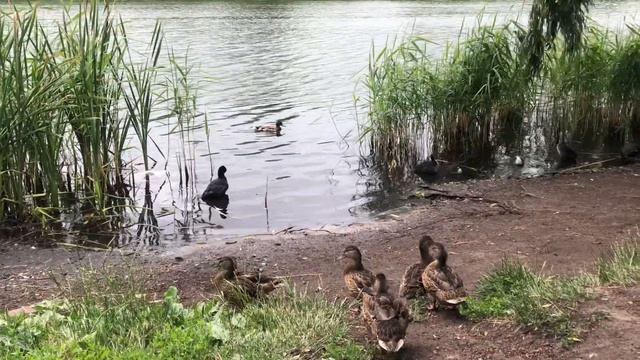 Молодое потомство Лысухи или Лыски (Fulica atra) смотреть онлайн