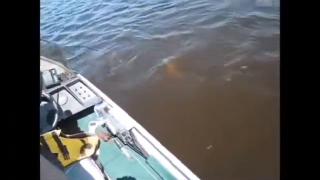 Мощные атаки щуки снятые под водой смотреть онлайн