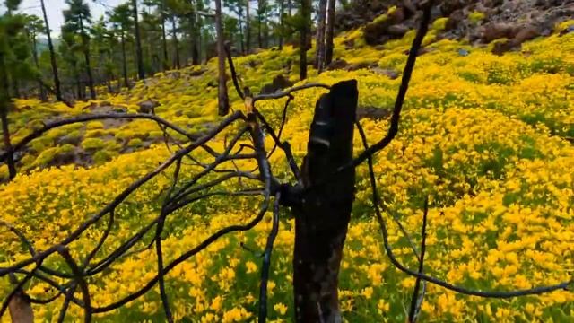 Красота Окружающего Мира смотреть онлайн