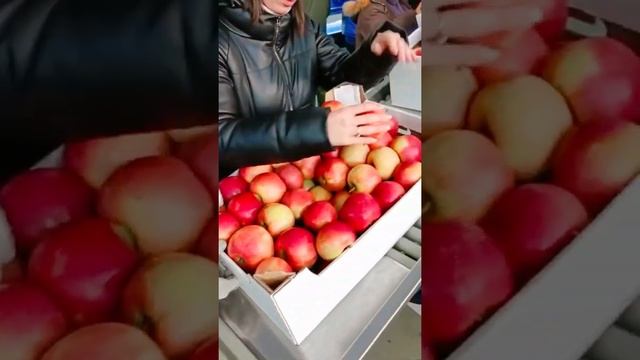 Фуджи - яблоки премиум сегмента в Краснодарском крае смотреть онлайн