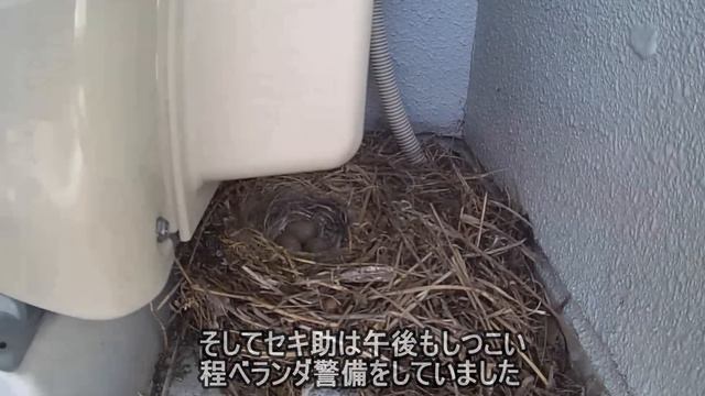 ハクセキレイのモミ子 - 見知らぬオスから求愛されて・・ смотреть онлайн